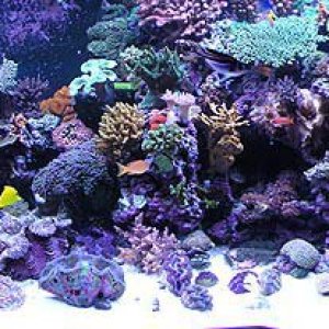 No.9-500 Gallons Reef Tank