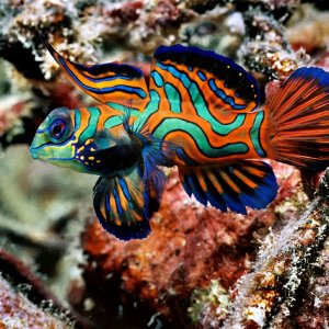 No.1-Mandarin Fish