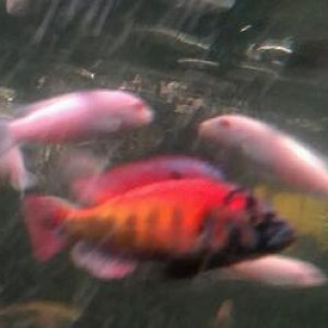 Pyro swimming in the current after eatin everyones spinach i gave out
