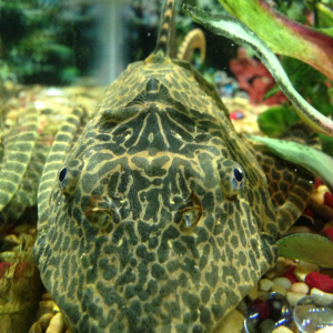 My awesome Pleco his name is "Monster" but he is very nice!