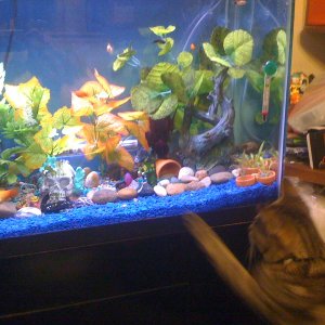 Kitty welcoming new fish :)