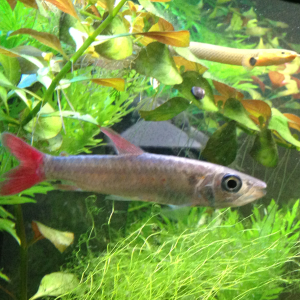 Pink-Tailed Chalceus ( fresh water baracuda)