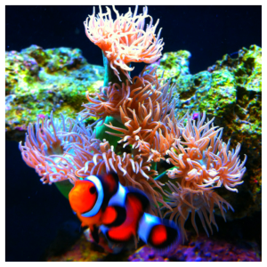 Duncan coral