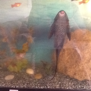 This is mick , my huge Pleco he's awesome :)