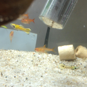 11 July 2013 added two male tiger endlers