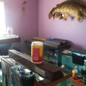fish room 005