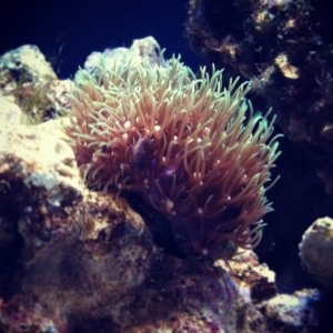 Green Star Polyp coral 

Added 7/8/13
