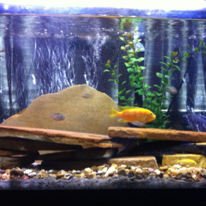 Cichlid tank.. Yellow tall, Kenyi, convict, electric blue. The Kenyi recently added 3 babies to our tank!