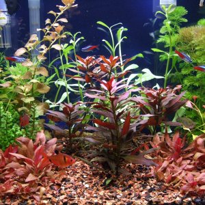 center with Ludwigia Peruensis in front of new Ludwigia Palustris.