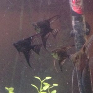 Black, leopard and 1/2 and 1/2 angelfish