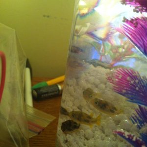 the dwarf puffers we only have 2 now