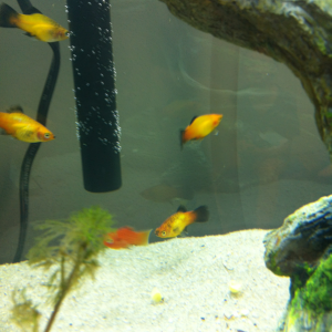 Fire and Sunset platys
