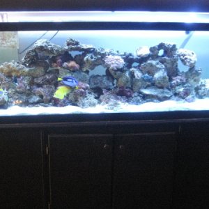 Starting my Reef tank