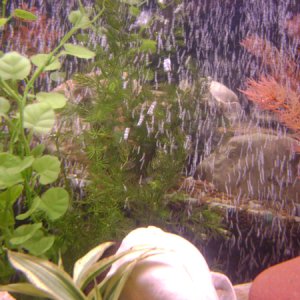 hornwort in front of air curtain