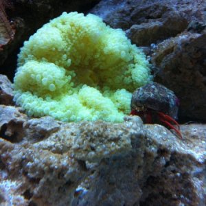 yellow (dyed--grr) sebae anemone