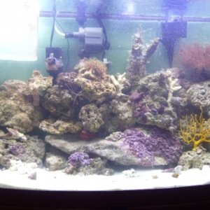 gorgonia coral 018