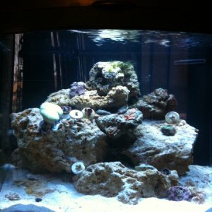 toadstool leather, zoas, palys, mushrooms, scarlet reef hermits, cerith snails, nassa snails, emerald crab, cleaner shrimp, tail spot blenny