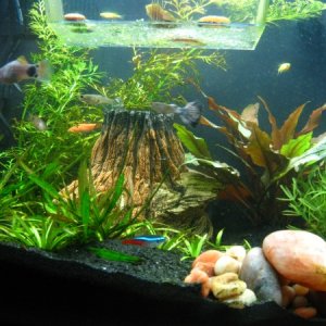 The whole tank