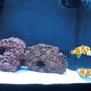 clownfish and second live roc to the left
