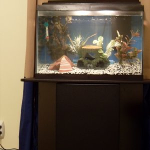 I'm doing the fishless cycle.  Sorry no fish yet.     (20 Gal)  Definately planning Dwarf Gourami's.  I welcome any advice.