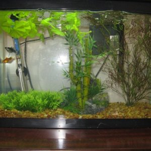 FTS of the 10 gallon which has been converted into a birthing tank