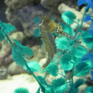female seahorse before more yellow was added to the tank