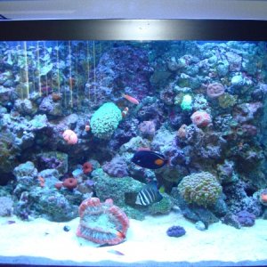 fish tank 031