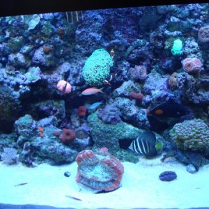 fish tank 012