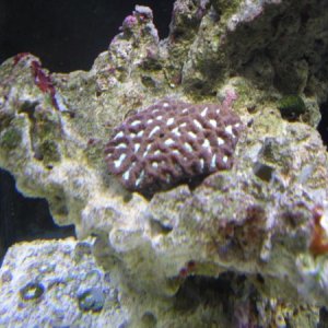 new brain coral