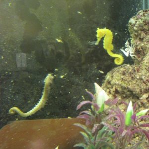 seahorses and porcelain crab