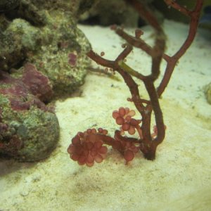 new red grape algae growth :)