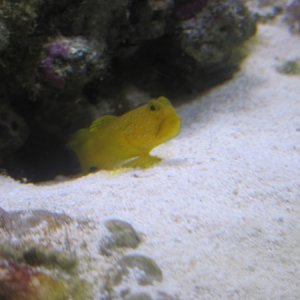 watchman goby