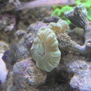 candy cane coral