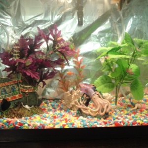 front...ship, squid and the lil diver. falcor (my goby) loves playing with this little guy