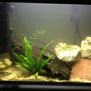 Rescape! Plants added