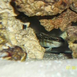 the Goby peekin out