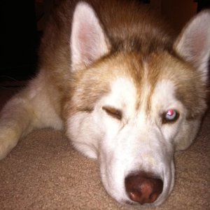 Meet Kona, our Siberian Husky. Kona will be 3 in Nov 2013