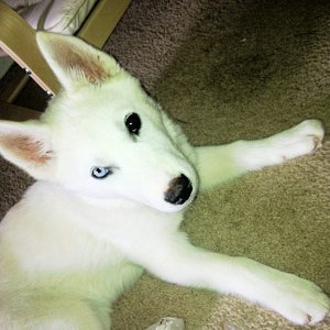 this is Loki, he is a Huskimo, Husky/American Eskimo, and he is roughly 6 months old as of 8/4/13