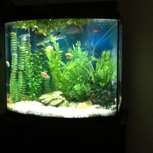 My first aquarium the day the last two cories arrived.