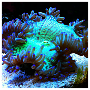 Elegance coral (Aus)