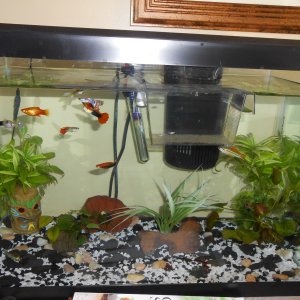 My 2ish0 gallon freshwater. Platys, guppies, swordtail, and cory  catfish. All live plants.