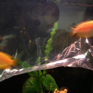 Added a pair of Golden Honey Gourami along with the Guppies.