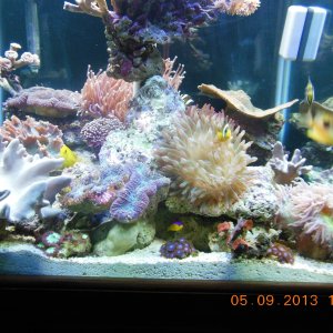 Corals waking up still but looking healthy so far. Tank was 2nd hand. Added extra rock and corals approx 4 weeks ago.