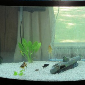 Little Fish (the tiny black moor) with the group before he moved tanks
