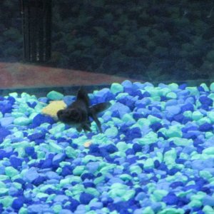 Little Fish- Black Moor. We named him Ninja but when we first had him we just called him little fish cause he's so weensy.