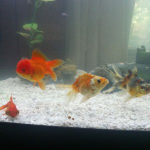Sad Fish in the corner- he passed away
Mutant, Apocalypse, and Zombie