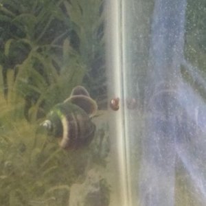 Albert next to a baby snail