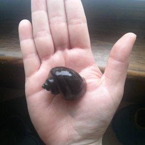 Albert in my hand. He's so big!