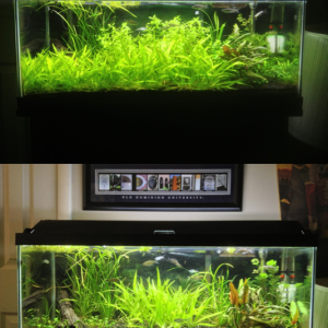 Here is a before and after shot of trimming the plants
9/8/2013