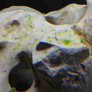 Know how to fight this algae?